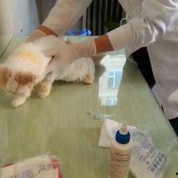 洗耳道视频,揭秘音质提升的神秘之旅