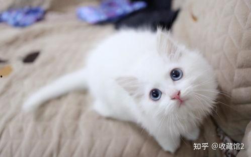 狮子猫视频,萌宠风采，魅力四溢