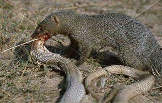 獴吃蛇视频,野生动物间的惊险生存之战