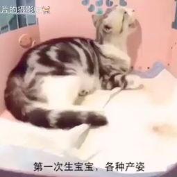 猫分娩视频,温馨瞬间捕捉